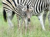 South Africa - Kruger NP - Picture