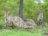 South Africa - Kruger NP - Picture