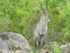 South Africa - Kruger NP - Picture