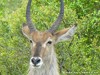 South Africa - Kruger NP - Picture