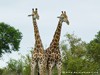 South Africa - Kruger NP - Picture