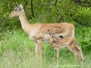 South Africa - Kruger NP - Picture