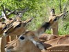 South Africa - Kruger NP - Picture