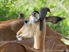 South Africa - Kruger NP - Picture