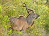 South Africa - Kruger NP - Picture