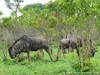 South Africa - Kruger NP - Picture