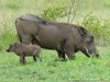 South Africa - Kruger NP - Picture