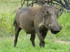 South Africa - Kruger NP - Picture