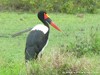 South Africa - Kruger NP - Picture