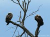 South Africa - Kruger NP - Picture