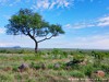 South Africa - Kruger NP - Picture