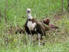 South Africa - Kruger NP - Picture