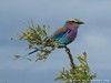 South Africa - Kruger NP - Picture