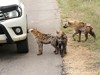 South Africa - Kruger NP - Picture