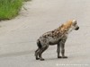 South Africa - Kruger NP - Picture