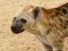 South Africa - Kruger NP - Picture