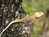 Sri Lanka Kaudulla National Park Picture