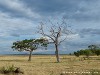 Sri Lanka Kaudulla National Park Picture