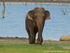 Sri Lanka Kaudulla National Park Picture