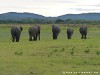 Sri Lanka Kaudulla National Park Picture