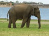 Sri Lanka Kaudulla National Park Picture