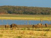 Sri Lanka Kaudulla National Park Picture