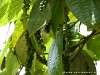 Sri Lanka Knuckles Mountains Picture