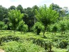 Sri Lanka Knuckles Mountains Picture