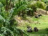 Sri Lanka Knuckles Mountains Picture