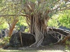 Sri Lanka Polonnaruwa Picture