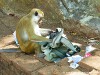 Sri Lanka Sigiriya Picture