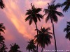 Sri Lanka Tangalle Beach Picture