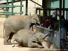 Sri Lanka Elephant Transit Home Picture