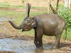 Sri Lanka Elephant Transit Home Picture