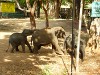 Sri Lanka Elephant Transit Home Picture