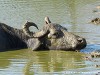 Sri Lanka Uda Walawe Nationa Park Picture