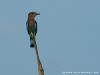 Sri Lanka Uda Walawe Nationa Park Picture