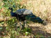 Sri Lanka Uda Walawe Nationa Park Picture