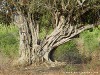 Sri Lanka Uda Walawe Nationa Park Picture