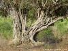 Sri Lanka Uda Walawe Nationa Park Picture