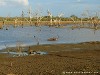 Sri Lanka Uda Walawe Nationa Park Picture