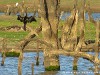 Sri Lanka Uda Walawe Nationa Park Picture