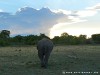 Sri Lanka Uda Walawe Nationa Park Picture