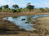 Sri Lanka Uda Walawe Nationa Park Picture