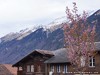 Switzerland Brienz Picture