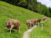 Switzerland Hammetschwand Picture