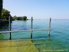 Switzerland Lake-constance Picture