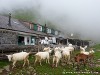 Switzerland Saentis Picture