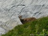 Switzerland Saentis Picture