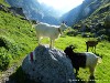 Switzerland Saentis Picture
